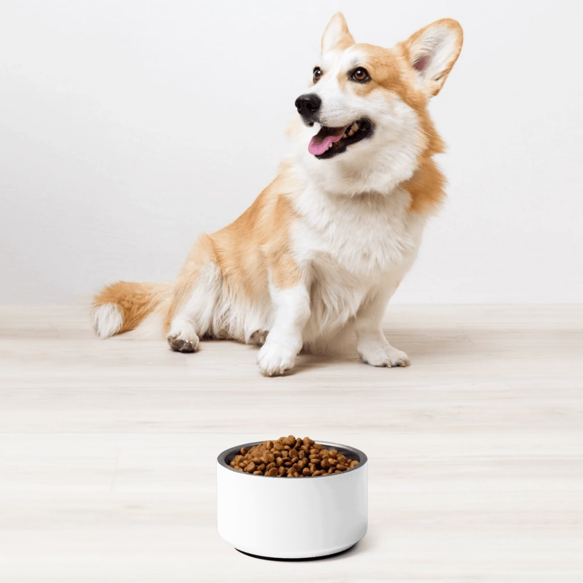 Alternate angle of custom pet bowl — personalized design with cat bowl