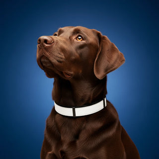 Shazory Personalized Pet Collar, customizable with your own photo, available at getshazory.com