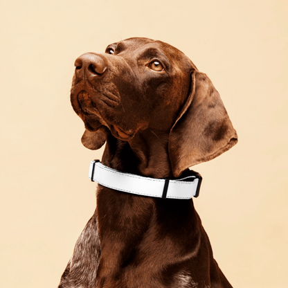 Personalized Pet Collar — Custom Photo | Shazory