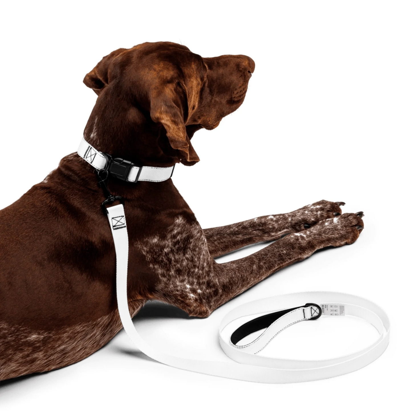 Shazory Custom Pet Collar and Leash Set — all-over sublimation print on heavy-duty webbing