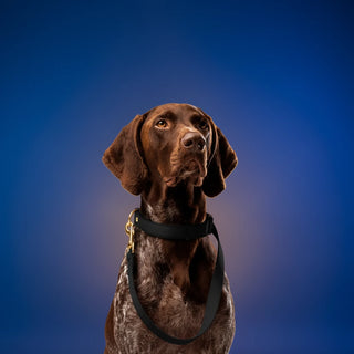 Shazory Personalized Pet Collar & Leash Set, customizable with your own photo, available at getshazory.com