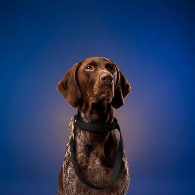 Shazory Custom Pet Collar and Leash Set — matching pair with all-over custom print