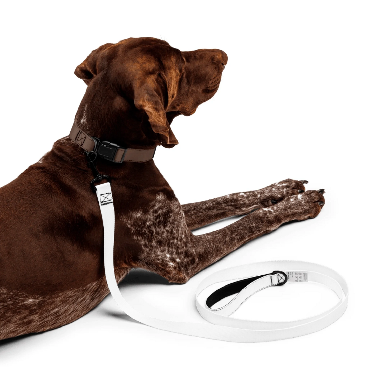 Personalized Pet Leash — Custom Photo | Shazory