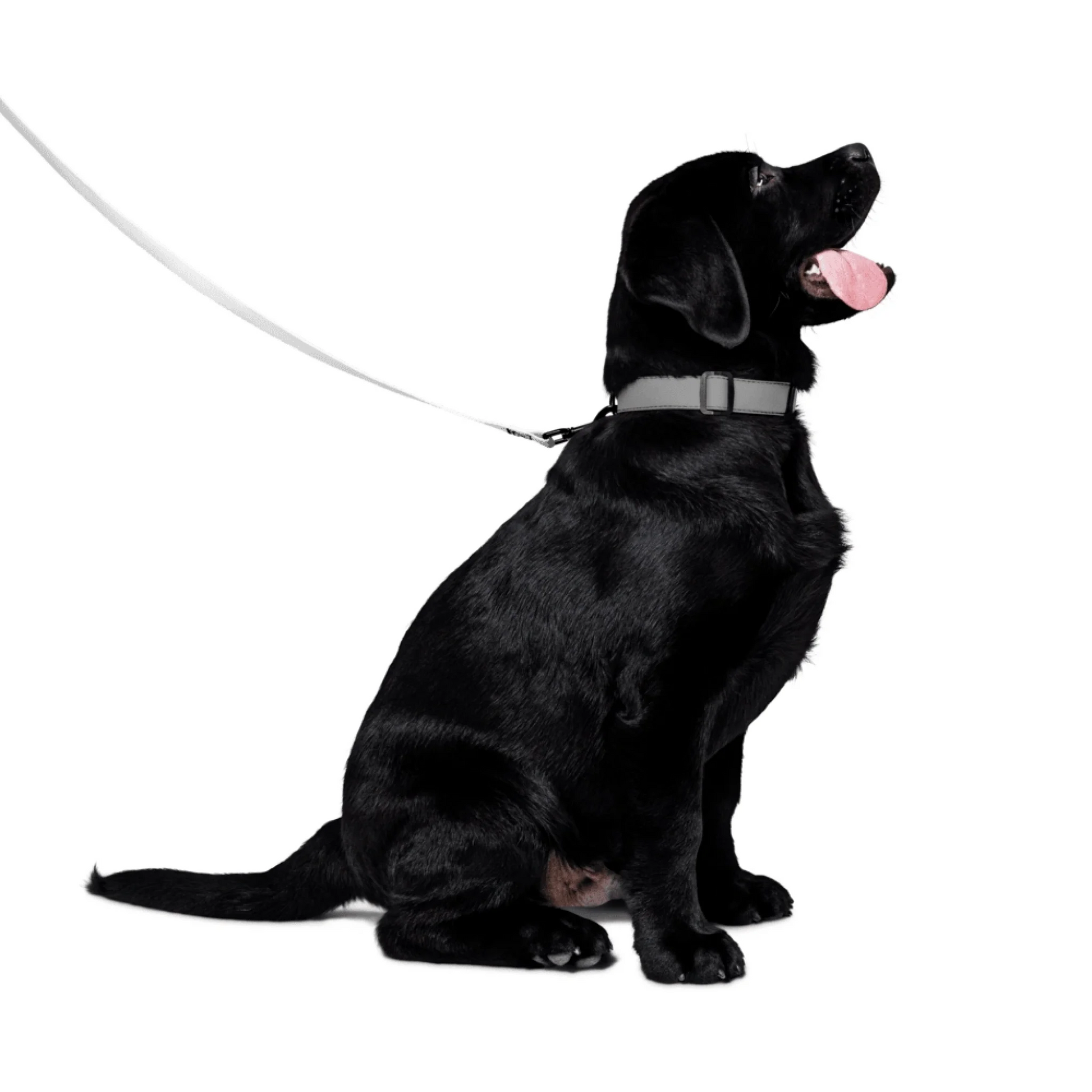 Shazory Custom Pet Leash — heavy-duty polyester webbing close-up