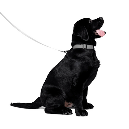 Shazory Custom Pet Leash — heavy-duty polyester webbing close-up